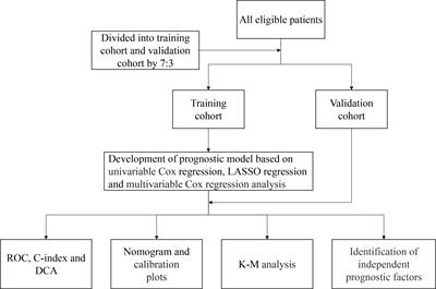 Development and validation of a novel prognostic model for patients with surgically resected esophageal squamous cell carcinoma